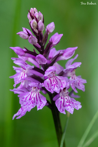 Dactylorhiza fuchsii