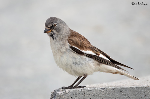 Montifringilla nivalis