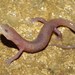 Grotto Salamander - Photo (c) Michael Graziano, all rights reserved, uploaded by Michael Graziano