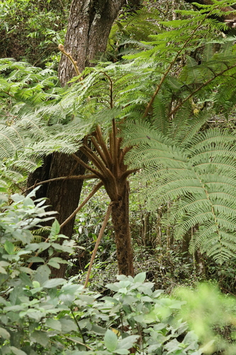 Sphaeropteris crinita