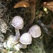 Dissoderma fimbriatum - Photo (c) Ryan S Terrill, all rights reserved, uploaded by Ryan S Terrill