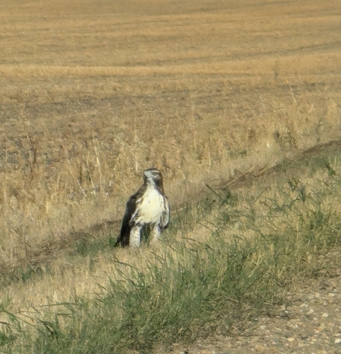 Red-tailed Hawk