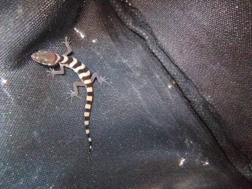 Texas Banded Gecko