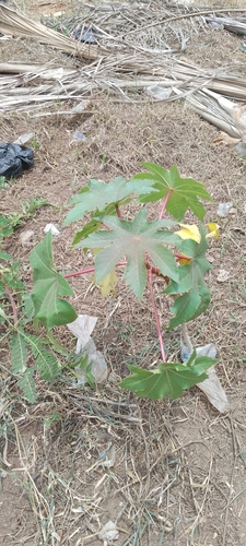 castor bean