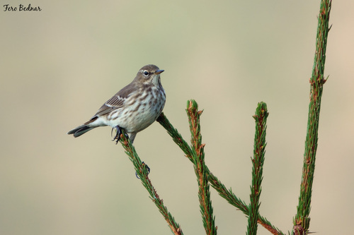 Anthus spinoletta