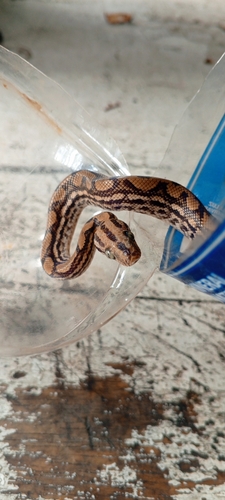 Brown Rainbow Boa