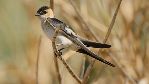 European Red-rumped Swallow