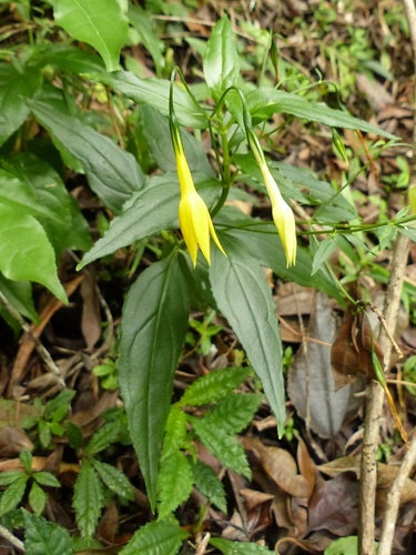 Lisianthius laxiflorus Urb.