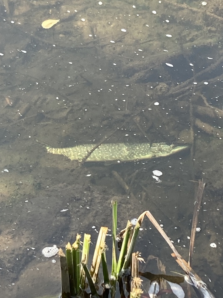 northern-pike-from-n-main-st-plainwell-mi-us-on-september-8-2024-at