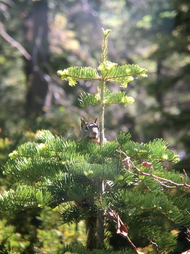 iNaturalist observation photo of California Ground Squirrel