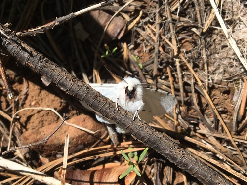 iNaturalist observation photo of Vestal Tiger Moth