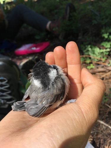 iNaturalist observation photo of Mountain Chickadee