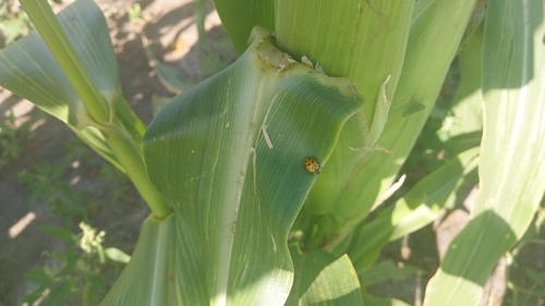 Convergent Lady Beetle