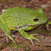 Barking Treefrog - Photo (c) Jake Scott, all rights reserved, uploaded by Jake Scott