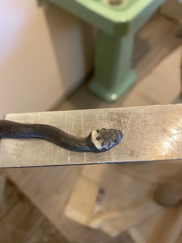 Pale-headed Snake sighting