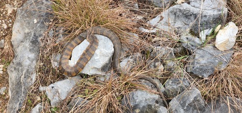 Tiger Snake sighting