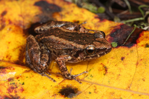 Greenhouse Frog