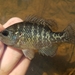 Bantam Sunfish - Photo (c) Mickle, all rights reserved, uploaded by Mickle