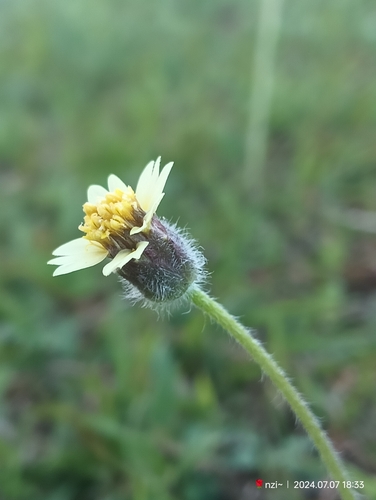 Tridax Daisy