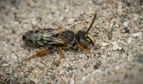 Chilicola erithropoda