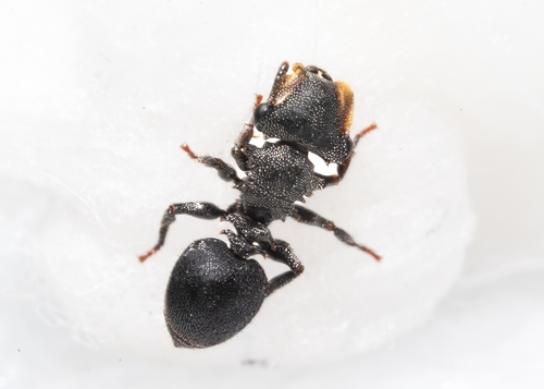 Cephalotes eduarduliCephalotes eduarduli