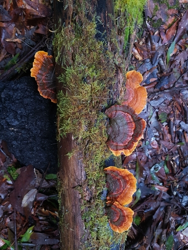 Stereum versicolor