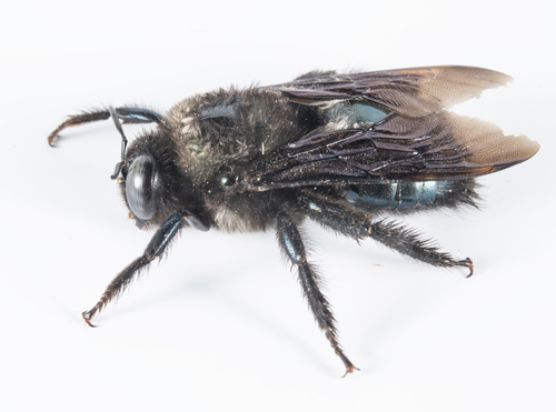iNaturalist observation photo of Western Carpenter Bee