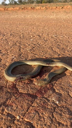 Mulga Snake sighting