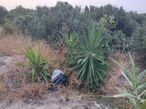 Yucca guatemalensis - Leaves