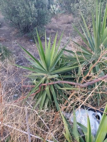 Yucca guatemalensis - Whole tree