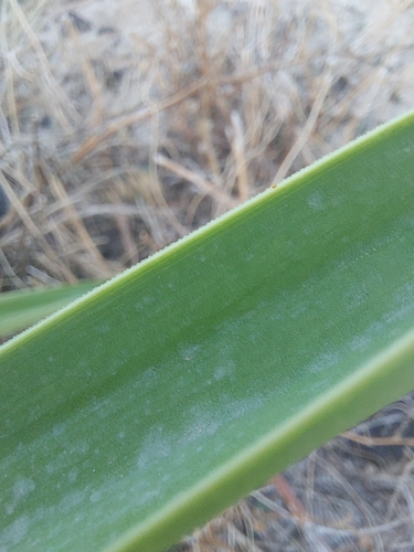 Yucca guatemalensis - Flowers