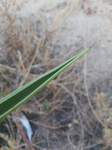Yucca guatemalensis - Leaves