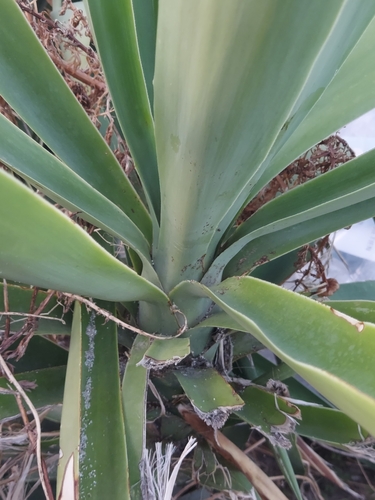 Yucca guatemalensis - Whole tree