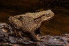 Giant River Toad - Photo (c) Chien Lee, all rights reserved, uploaded by Chien Lee