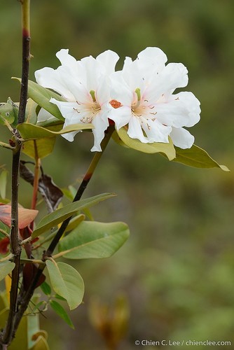 Rhododendron konori