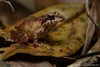 White Madagascar Frog - Photo (c) Chien Lee, all rights reserved, uploaded by Chien Lee