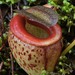 Nepenthes tenuis - Photo (c) Chien Lee, todos los derechos reservados, subido por Chien Lee