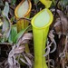 Nepenthes murudensis - Photo (c) Chien Lee, all rights reserved, uploaded by Chien Lee