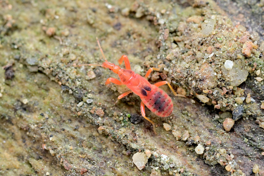 Nag Insect Gnat Bugs from 中国云南省迪庆藏族自治州维西傈僳族自治县 on August 1, 2024 at 10:45 AM by ...