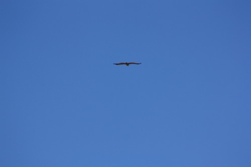 Tawny Eagle