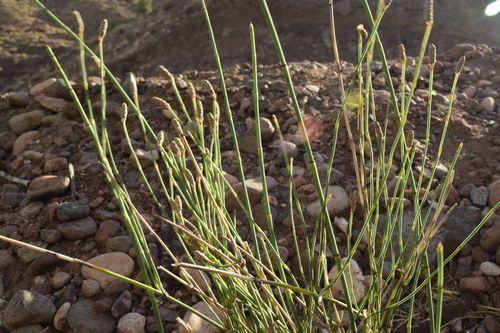 Branched Horsetail