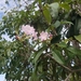 Tabebuia ophiolithica - Photo (c) Departamento de Botánica del Jardín Botánico de Santiago, all rights reserved, uploaded by Departamento de Botánica del Jardín Botánico de Santiago