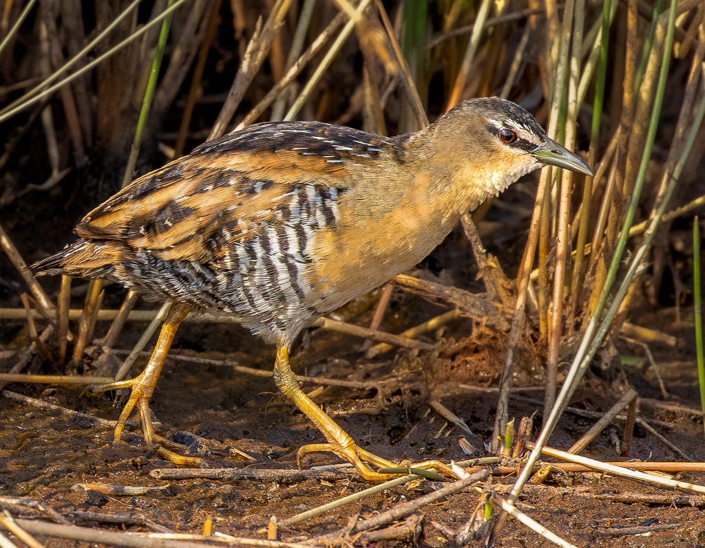 Yellow-breasted Crake photo