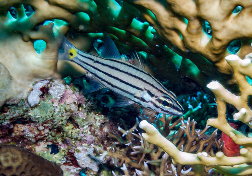 Fiveline Cardinalfish — seen at this dive site