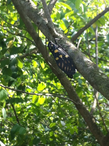 Speckled Black Cicada