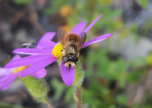Callynthrophora