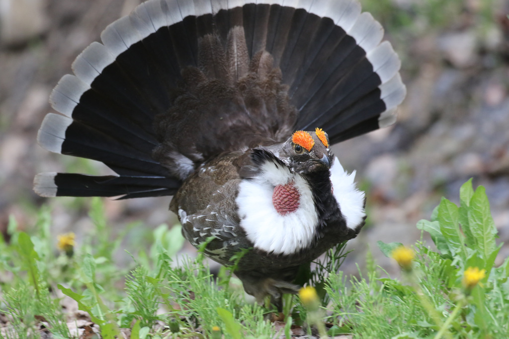Dusky Grouse (Dendragapus obscurus) photo