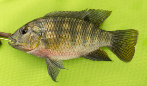 Redbelly Tilapia