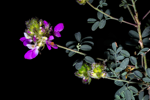 Gentry's indigobush (Dalea tentaculoides)
