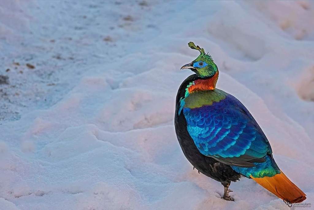 Himalayan Monal from Tsirang, Bhutan on March 15, 2017 by Sunil ...